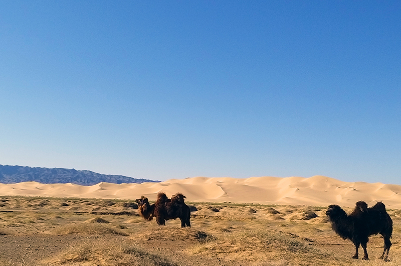 Sunset in Mongolian gobi on top of the Khongor sand dunes